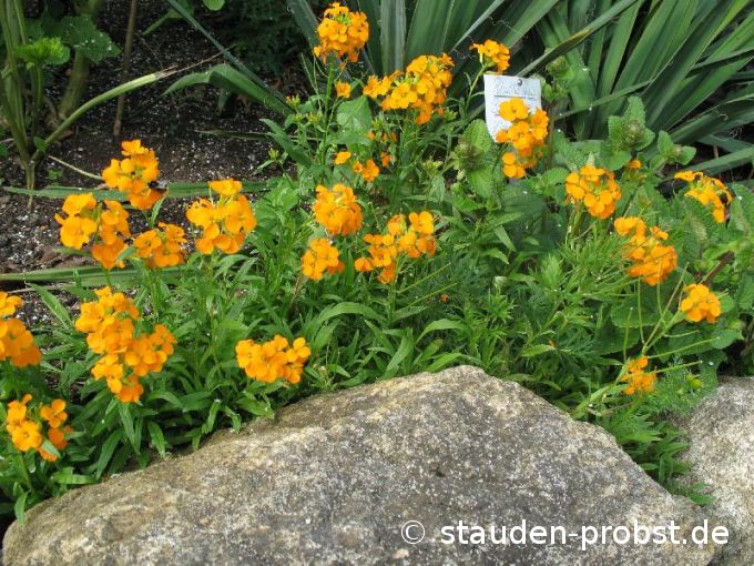 Erysimum pulchellum 'Orange Flame' - Niedlicher Schöterich