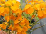 erysimum-pulchellum-orange-flame