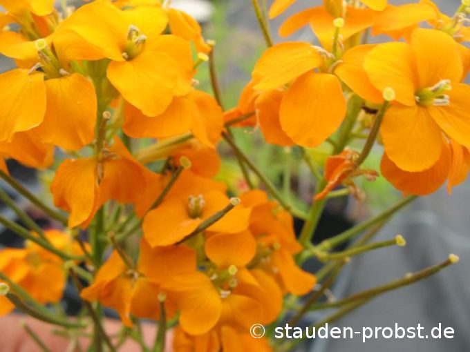Erysimum pulchellum 'Orange Flame' - Niedlicher Schöterich