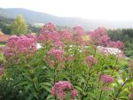 eupatorium-glutball-2