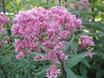 eupatorium-glutball