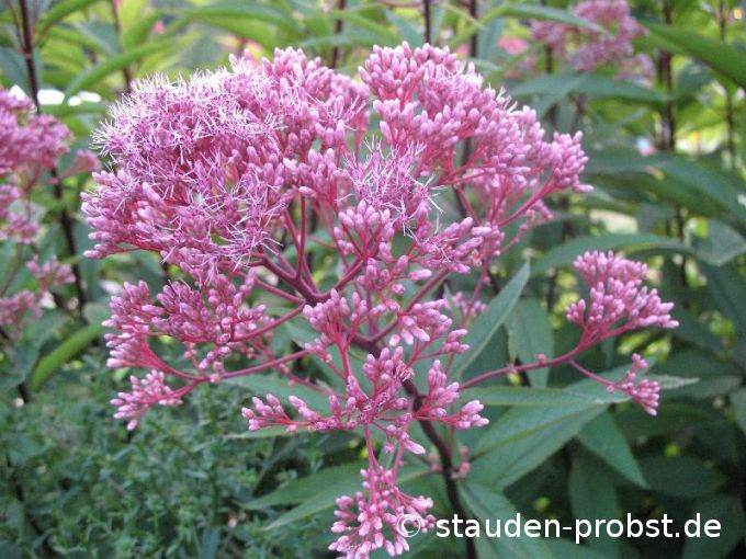 Eupatorium maculatum 'Glutball' - Purpurdost