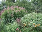 eupatorium-maculatum-atropurpureum