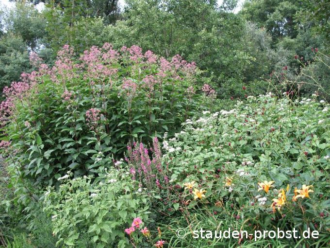 Eupatorium maculatum 'Atropurpureum' - Purpurdost