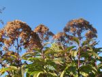 eupatorium-maculatum-riesenschirm