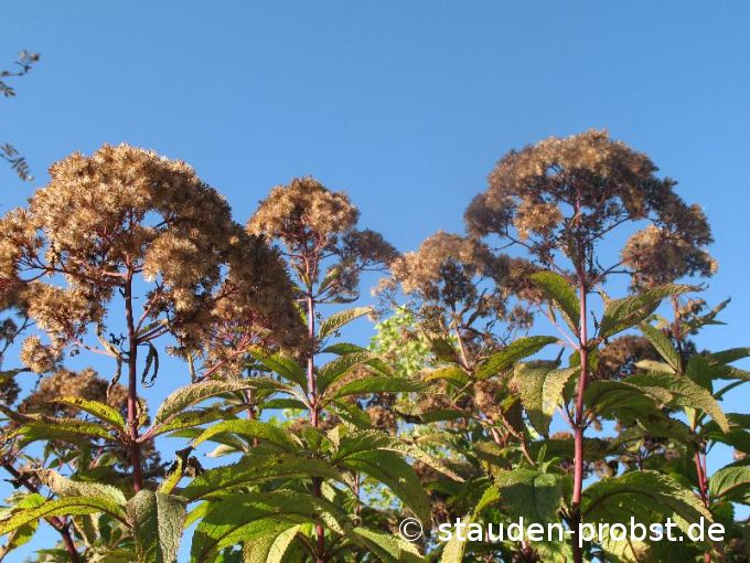 Eupatorium maculatum 'Riesenschirm' - Purpurdost
