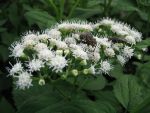 eupatorium-rugosum-2