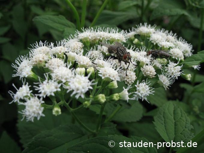 Eupatorium rugosum - Runzeliger Wasserdost