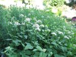 eupatorium-rugosum-3