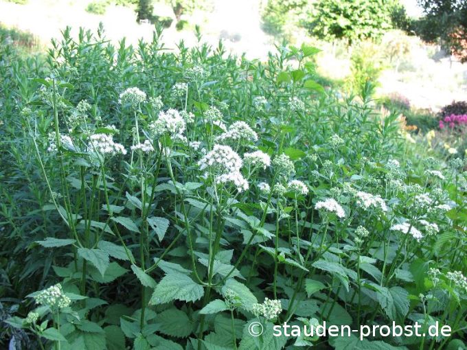 Eupatorium rugosum - Runzeliger Wasserdost