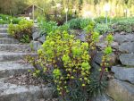 euphorbia-amagdyloides-purpurea-2