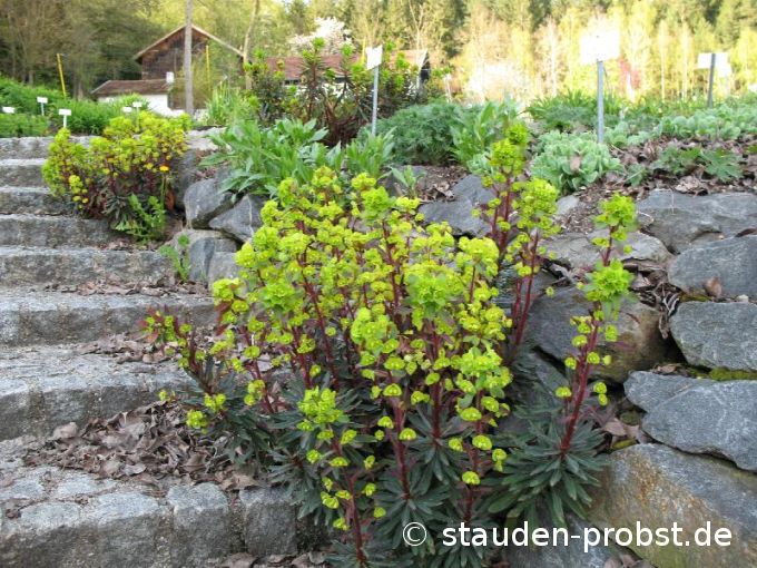 Euphorbia amagdyloides 'Purpurea' - Mandelwolfsmilch