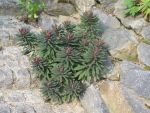 euphorbia-amagdyloides-purpurea