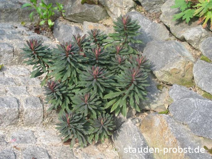Euphorbia amagdyloides 'Purpurea' - Mandelwolfsmilch