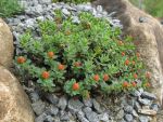 euphorbia-capitulata-2