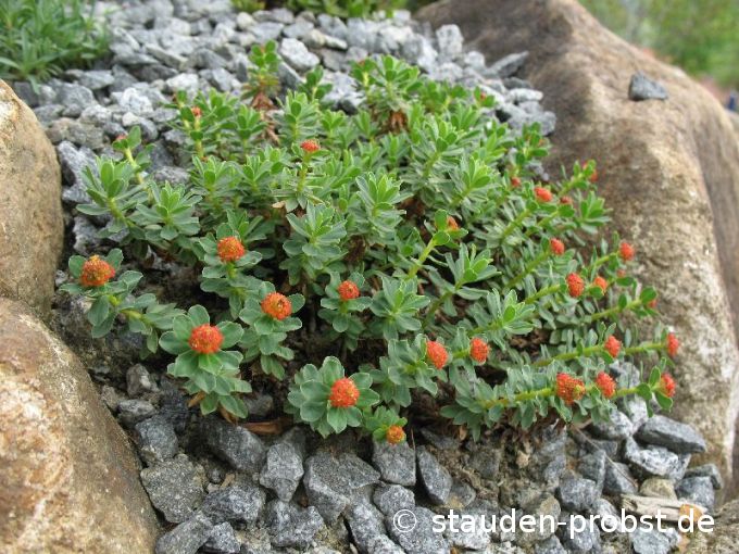 Euphorbia capitulata - Rasenwolfsmilch