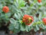 euphorbia-capitulata