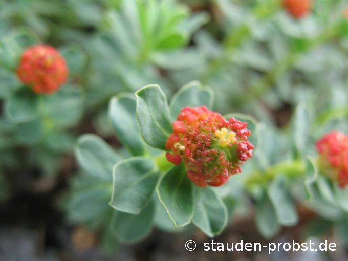Euphorbia capitulata - Rasenwolfsmilch