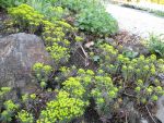 euphorbia-cyparissias-fens-ruby-2
