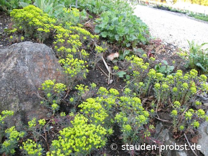 Euphorbia cyparissias 'Fens Ruby' (syn. Claridge Howard) - Zypressenwolfsmilch
