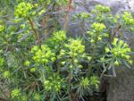 euphorbia-cyparissias-fens-ruby