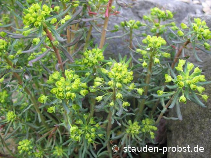 Euphorbia cyparissias 'Fens Ruby' (syn. Claridge Howard) - Zypressenwolfsmilch
