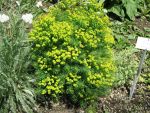 euphorbia-cyparissias-tall-boy