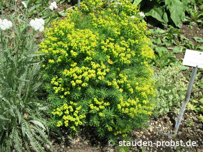 Euphorbia cyparissias 'Tall Boy' - Zypressenwolfsmilch