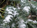 euphorbia-myrsinites-3