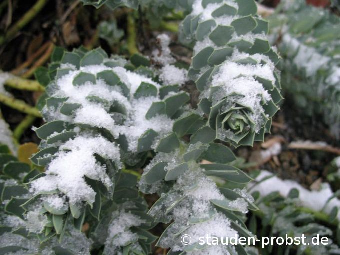 Euphorbia myrsinites - Walzenwolfsmilch