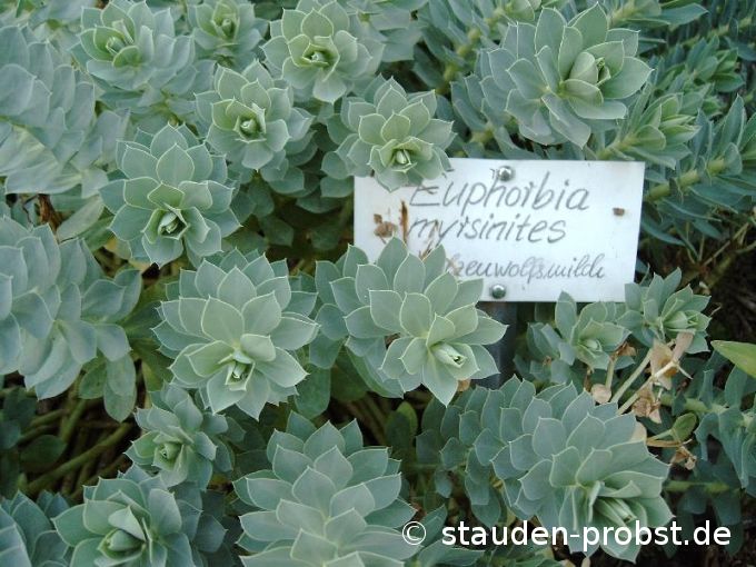 Euphorbia myrsinites - Walzenwolfsmilch