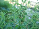 euphorbia-palustris-samen
