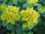 euphorbia-polychroma-2