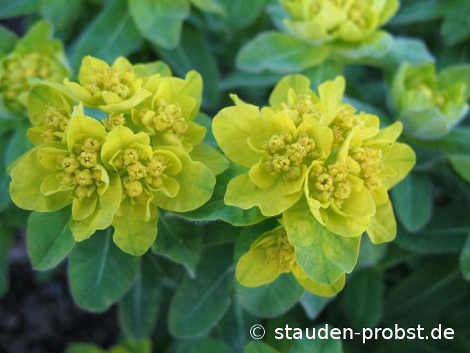 Euphorbia polychroma - Goldwolfsmilch