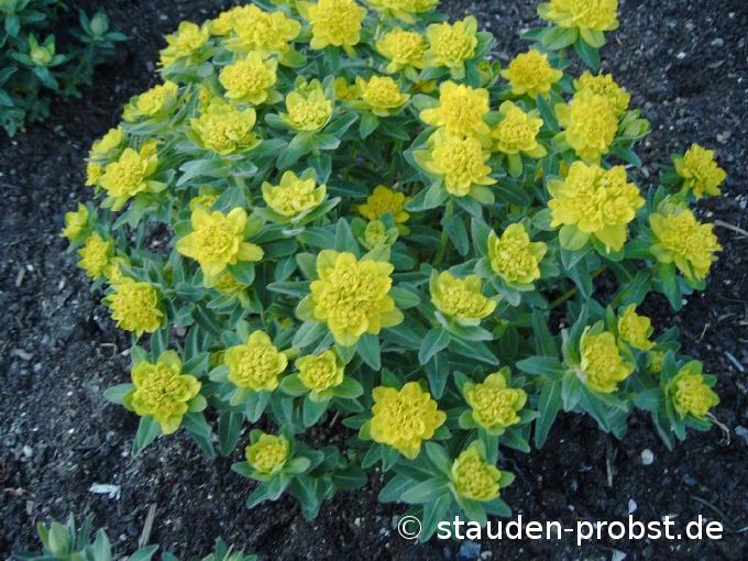 Euphorbia polychroma - Goldwolfsmilch