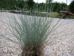 festuca-cinera-elijah-blue