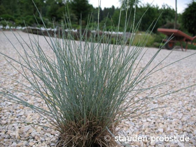 Festuca cinera 'Elija Blue' - Blauschwingel