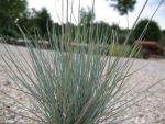 festuca-cinera-fruehlingsblau