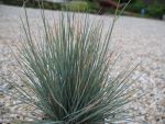 festuca-cinera-meerblau