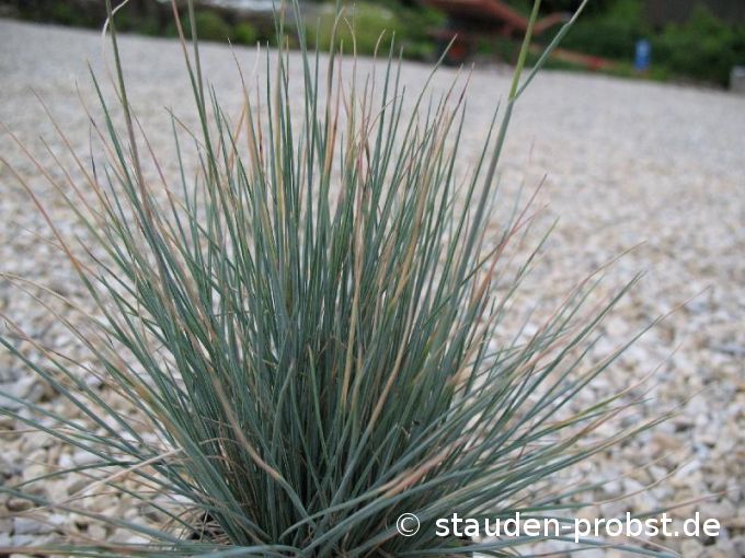 Festuca cinera 'Meerblau' - Blauschwingel