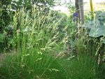 festuca-gautieri-2