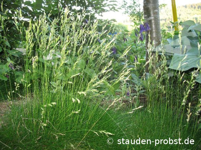 Festuca gautieri - Bärenfellgras