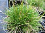 festuca-gautieri-pic-carlit