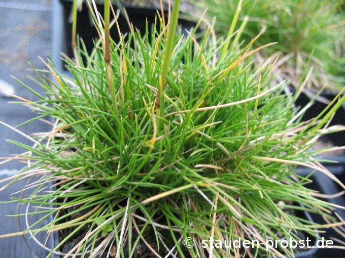 Festuca gautieri 'Pic Carlit' - Bärenfellgras