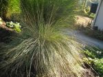 festuca-mairei