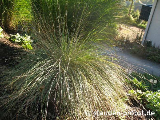 Festuca mairei - Atlasschwingel