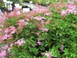 filipendula-palmata-kahome-2