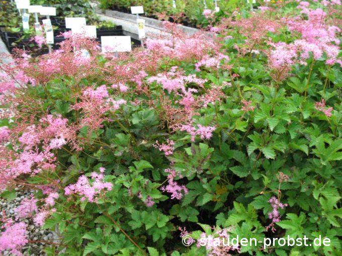 Filipendula palmata 'Kahome' - Sibirien Spierstaude