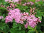 filipendula-palmata-kahome