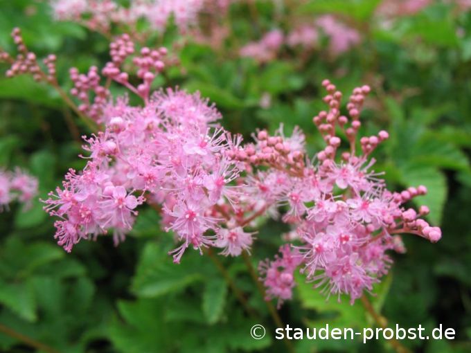Filipendula palmata 'Kahome' - Sibirien Spierstaude